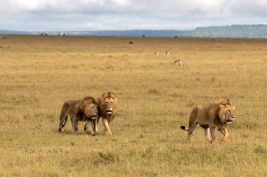 Kardeşlik - Kenya 'daki Masai Mara oyun parkında erkek aslan koalisyonu