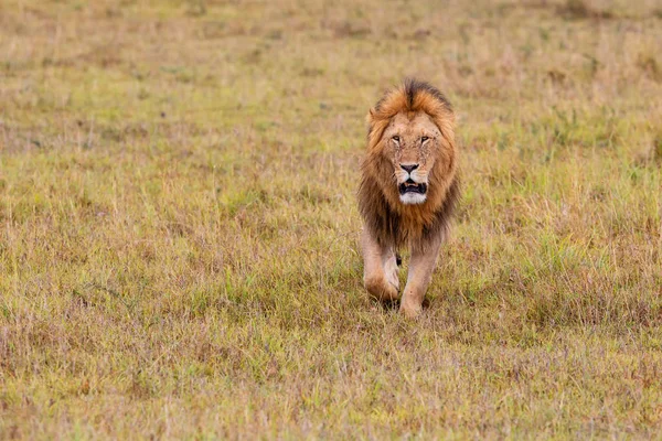 Leone Maschio Nelle Pianure Della Riserva Naturale Masai Mara Kenya — Foto Stock