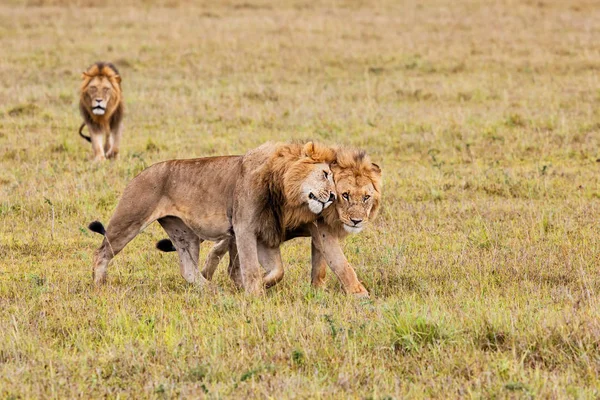 Fraternidade Coalizão Leões Macho Nas Planícies Reserva Masai Mara Quênia — Fotografia de Stock