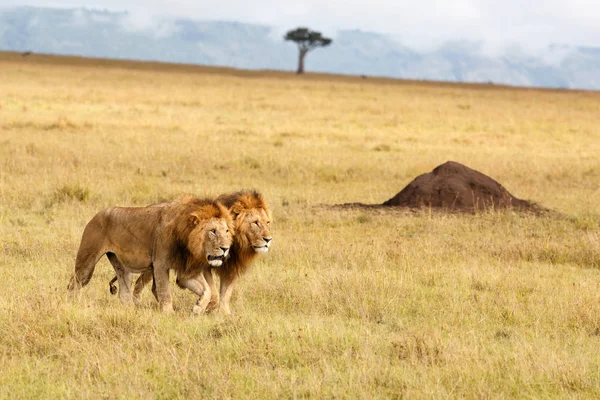 ブラザーフッド ケニアのMasai Mara Game Reserveの平野における雄ライオンの連合 — ストック写真
