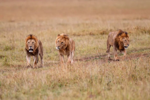 Broederschap Coalitie Van Mannelijke Leeuwen Vlakten Van Het Masai Mara — Stockfoto