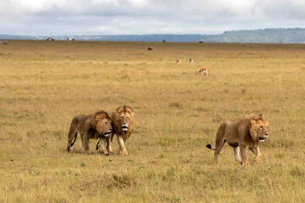 Hermandad Coalición Leones Machos Las Llanuras Reserva Caza Masai Mara — Foto de Stock