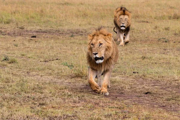 兄弟情谊 肯尼亚Masai Mara野生动物保护区平原上的雄狮联盟 — 图库照片