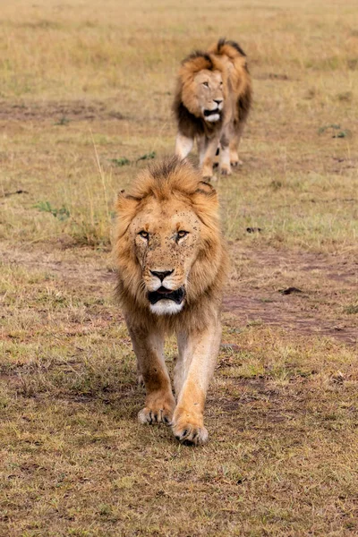 Fraternité Coalition Lions Mâles Dans Les Plaines Réserve Chasse Masai — Photo