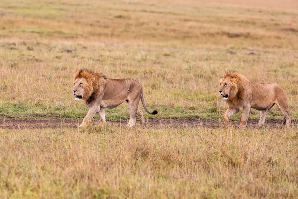 Fraternidade Coalizão Leões Macho Nas Planícies Reserva Masai Mara Quênia — Fotografia de Stock