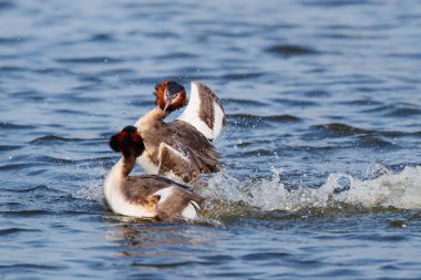 Great Crested Grebe Hollanda 'nın kuzeyindeki ekmek mevsiminde savaşıyor.