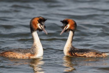 Büyük Creested Grebe çifti, Hollanda 'nın kuzeyindeki Noord Holland' da sevgi gösteriyor.