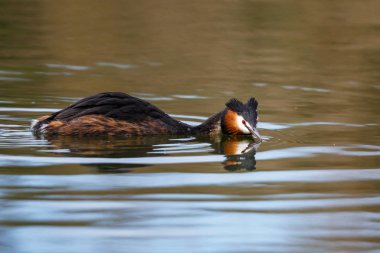 Kuzeydeki Büyük Creested Grebe Hollanda 'nın Noord Hollanda' sı
