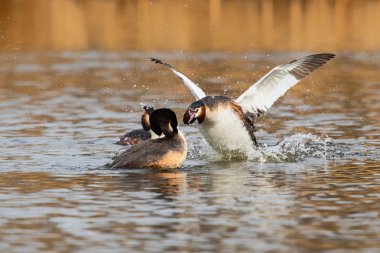 Great Crested Grebe Hollanda 'nın kuzeyindeki ekmek mevsiminde savaşıyor.