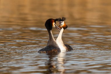 Büyük Creested Grebe çifti, Hollanda 'nın kuzeyindeki Noord Holland' da sevgi gösteriyor.