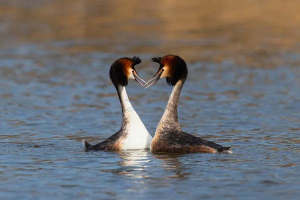 Grande Casal Grebe Criada Mostrando Afeto Norte Holanda Noord Dos — Fotografia de Stock