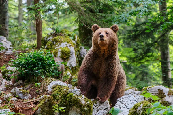 Urso Pardo Encontro Próximo Com Uma Grande Fêmea Ursos Pardos — Fotografia de Stock