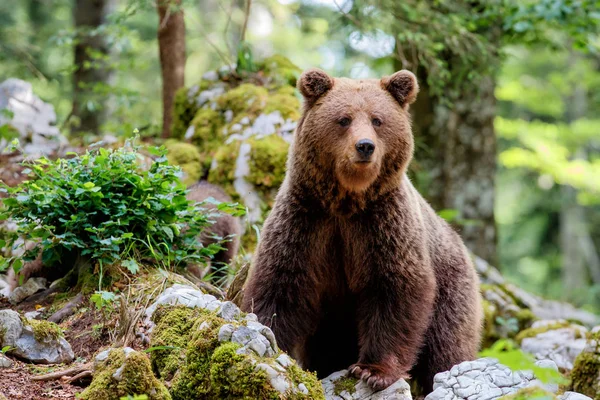 Ours Brun Rencontre Étroite Avec Une Grande Femelle Ours Brun — Photo