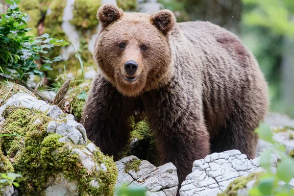 Niedźwiedź Brunatny Bliskie Spotkanie Dużą Samicą Dzikich Niedźwiedzi Brunatnych Lesie — Zdjęcie stockowe