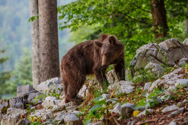 Бурый Медведь Тесная Встреча Молодыми Бурыми Медведями Лесу Горах Региона — стоковое фото