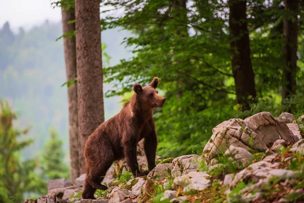 Бурый Медведь Тесная Встреча Молодыми Бурыми Медведями Лесу Горах Региона — стоковое фото