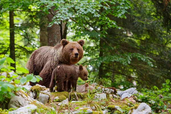 Urso Marrom Encontro Próximo Com Uma Grande Mãe Urso Marrom — Fotografia de Stock