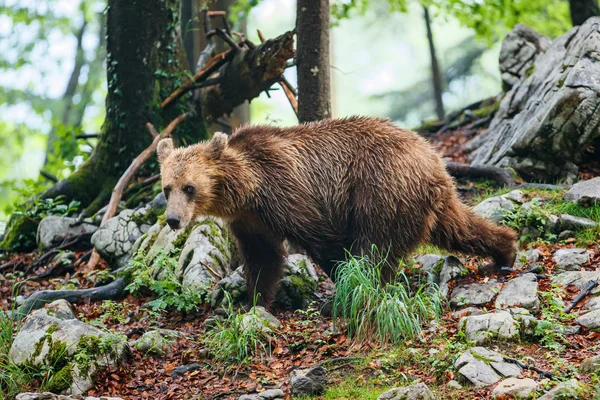 Niedźwiedź Brunatny Bliskie Spotkanie Młodymi Dzikimi Niedźwiedziami Brunatnymi Lesie Górach — Zdjęcie stockowe