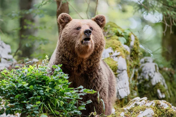 Brunbjörn Nära Möte Med Stor Hona Vilda Brunbjörnar Skogen Och — Stockfoto