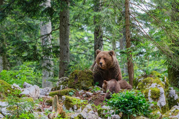 Kahverengi Ayı Slovenya Nın Notranjska Bölgesindeki Orman Dağlarda Yavrularıyla Büyük — Stok fotoğraf