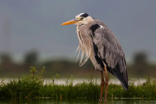 Grey Heron Lake Late Aternoon Zimanga Game Reserve South Africa — Stock Photo, Image