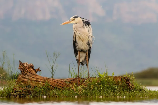 Czapla Szara Nad Jeziorem Późnym Popołudniem Zimanga Game Reserve Republice — Zdjęcie stockowe