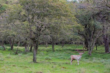 Hollanda 'nın batı kıyısındaki kum tepelerinde, Amsterdam' ın azgın mevsiminde sıcağı sıcağı sıcağı sıcağı sıcağı sıcağı sıcağına geyik avı.