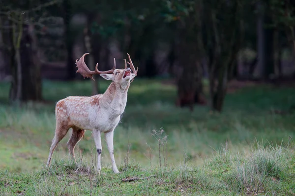 Estaca Veado Rasa Calor Época Rutting Reserva Natural Amsterdam Waterleidingduinen — Fotografia de Stock