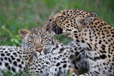 Leopar anne ve yavrusu. Dişi, Güney Afrika 'nın en büyük Kruger bölgesinde Sabi Kumları' nda genç leopara bakıyor.