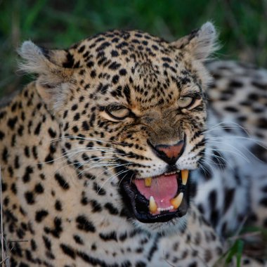 Sabi Kumları 'ndaki kızgın kadın leopar Güney Afrika' nın en büyük Kruger bölgesinde.