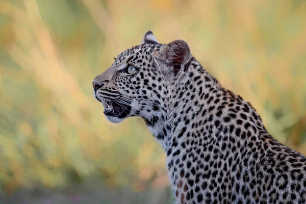 Ritratto Leopardo Nella Riserva Sabi Sands Nella Grande Regione Kruger — Foto Stock