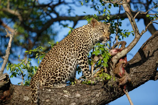 Filhote Leopardo Árvore Comendo Uma Presa Sabi Sands Game Reserve — Fotografia de Stock