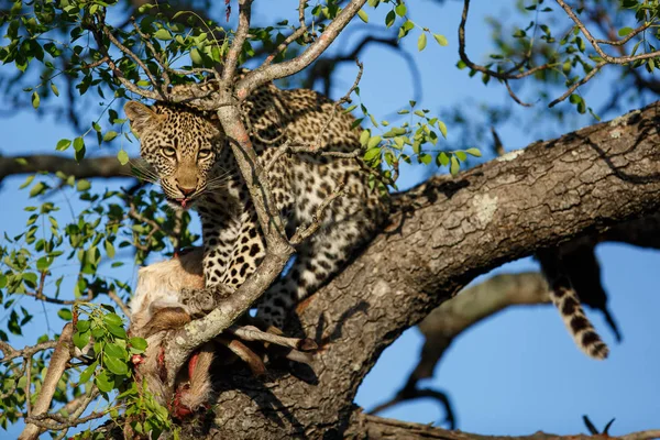 Filhote Leopardo Árvore Comendo Uma Presa Sabi Sands Game Reserve — Fotografia de Stock