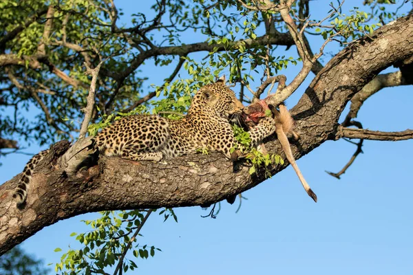 Filhote Leopardo Árvore Comendo Uma Presa Sabi Sands Game Reserve — Fotografia de Stock