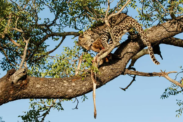 Leopardí Mládě Stromě Jíst Kořisti Sabi Sands Game Reserve Větší — Stock fotografie