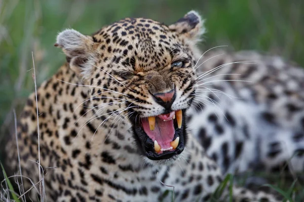 Leopardo Feminino Irritado Sabi Sands Reserva Jogo Região Kruger Maior — Fotografia de Stock