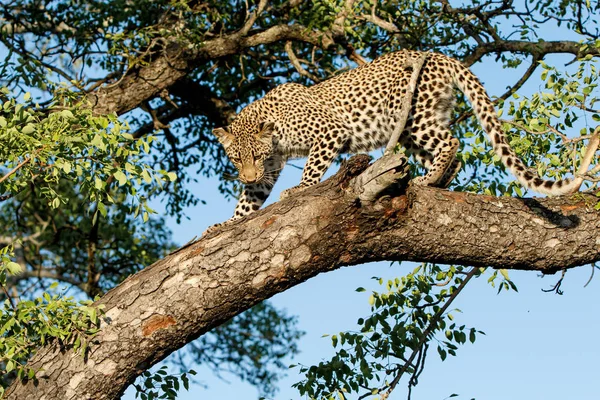 Filhote Leopardo Saindo Uma Árvore Sabi Sands Game Reserve Maior — Fotografia de Stock