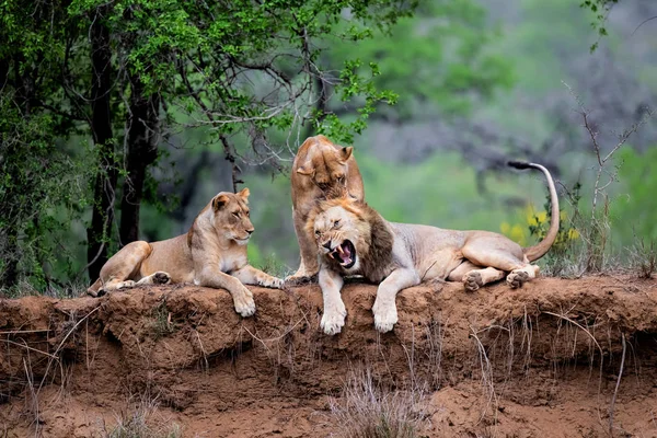 Lion Family Dry Riverbank Mkuze River Game Reserve Kwa Zulu — Stock Photo, Image