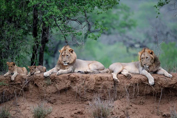 Lion Family Dry Riverbank Mkuze River Game Reserve Kwa Zulu — Stock Photo, Image
