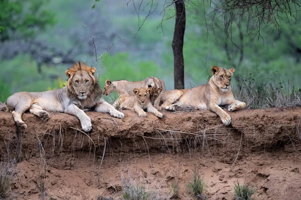 Lion family resting on the dry riverbank of the Mkuze river in Zimanga Game Reserve in Kwa Zulu Natal in South Africa