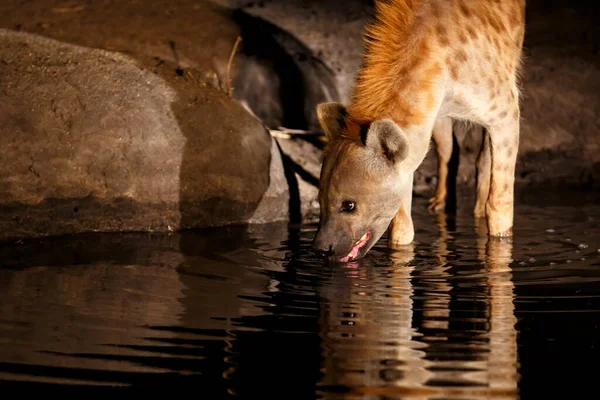 Gespot Hyena Drinken Uit Een Kleine Vijver Schijnwerpers Sabi Sands — Stockfoto