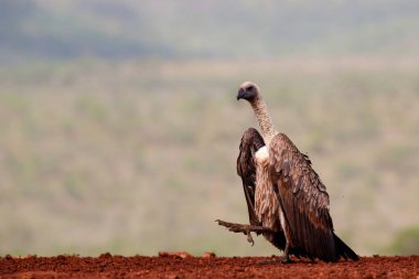 White-Backed Vulture spreading his Wings and lifting his claw to impress in Zimanga Game Reserve in Kwa Zulu Natal in South Africa clipart