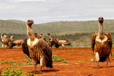 White-Backed Vulture standing on the ground with other vultures in the background in Zimanga Game Reserve in Kwa Zulu Natal in South Africa clipart