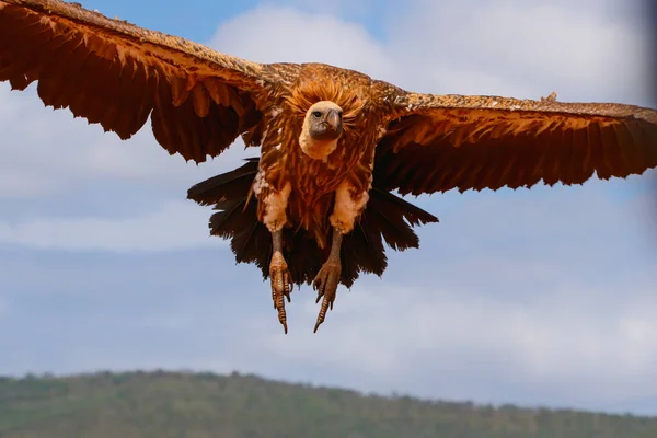 Bílý Sup Odlétající Zimanga Game Reserve Kwa Zulu Natal Jižní — Stock fotografie