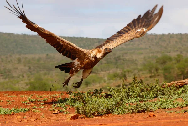 Bílý Sup Odlétající Zimanga Game Reserve Kwa Zulu Natal Jižní — Stock fotografie