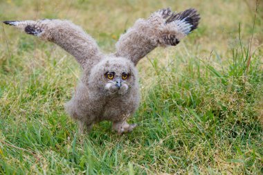 Hollanda 'nın Gelderland kentindeki bir çayırda yürüyen sevimli Avrupa Kartal Baykuşu (Bubo bubo)..