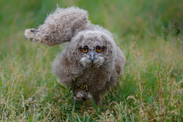 Cute juvenile European Eagle Owl (Bubo bubo) walking over a meadow in Gelderland in the Netherlands.