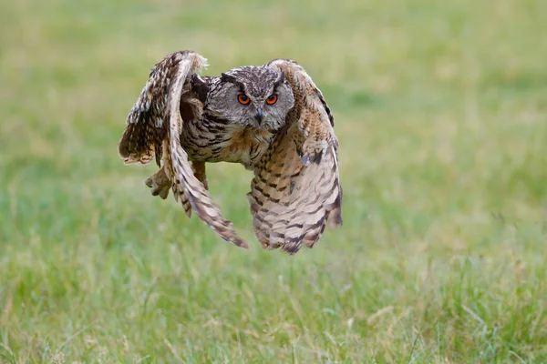 Огромная Европейская Орлиная Сова Bubo Bubo Летит Низко Над Лугом — стоковое фото