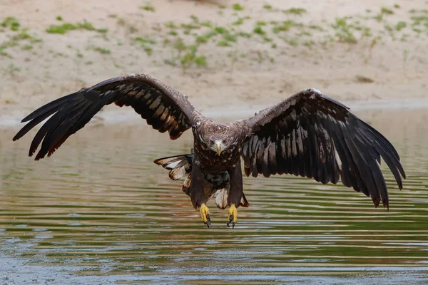 荷兰Gelderland的一个游泳池里 白尾鹰正在捕猎食物 — 图库照片