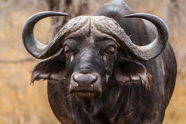 Güney Afrika 'daki Kruger Ulusal Parkı' nda duran Buffalo boğasının portresi.